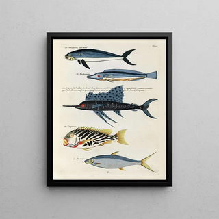 Louis Renard - Poissons ecrevisses et crabes de diverses couleurs et figures extraordinaires Pl034.webp