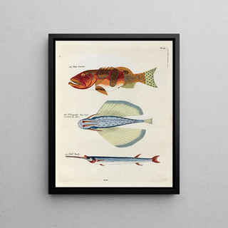 Louis Renard - Poissons ecrevisses et crabes de diverses couleurs et figures extraordinaires Pl035.webp