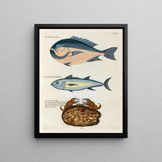 Louis Renard - Poissons ecrevisses et crabes de diverses couleurs et figures extraordinaires Pl036.webp