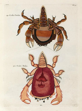 Louis Renard - Poissons ecrevisses et crabes de diverses couleurs et figures extraordinaires Pl037.webp