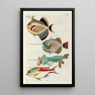 Fish, Crawfish, and Crabs of Various Colors and Extraordinary Figures Pl038 - Louis Renard — framed artwork on a wall