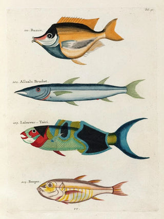 Louis Renard - Poissons ecrevisses et crabes de diverses couleurs et figures extraordinaires Pl040.webp