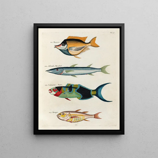 Louis Renard - Poissons ecrevisses et crabes de diverses couleurs et figures extraordinaires Pl040.webp