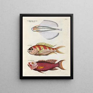 Louis Renard - Poissons ecrevisses et crabes de diverses couleurs et figures extraordinaires Pl041.webp