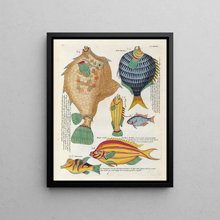 Louis Renard - Poissons ecrevisses et crabes de diverses couleurs et figures extraordinaires Pl049.webp