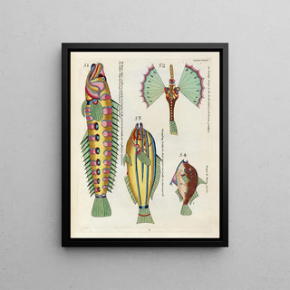Louis Renard - Poissons ecrevisses et crabes de diverses couleurs et figures extraordinaires Pl054.webp