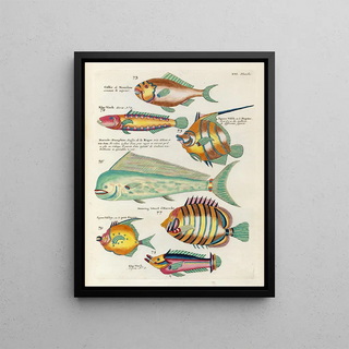 Louis Renard - Poissons ecrevisses et crabes de diverses couleurs et figures extraordinaires Pl059.webp