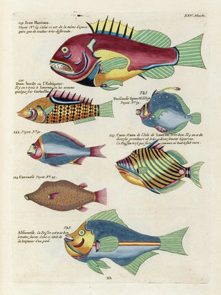 Fish, crayfish, and crabs of various colors and extraordinary figures Pl068 - Louis Renard — artwork view