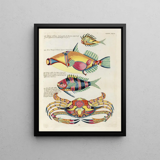 Louis Renard - Poissons ecrevisses et crabes de diverses couleurs et figures extraordinaires Pl077.webp