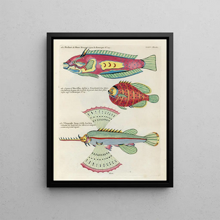 Louis Renard - Poissons ecrevisses et crabes de diverses couleurs et figures extraordinaires Pl078.webp