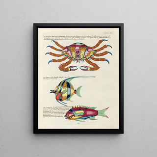 Louis Renard - Poissons ecrevisses et crabes de diverses couleurs et figures extraordinaires Pl082.webp