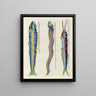 Louis Renard - Poissons ecrevisses et crabes de diverses couleurs et figures extraordinaires Pl083.webp