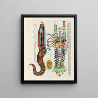 Louis Renard - Poissons ecrevisses et crabes de diverses couleurs et figures extraordinaires Pl088.webp