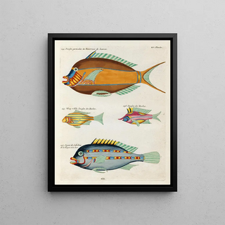 Louis Renard - Poissons ecrevisses et crabes de diverses couleurs et figures extraordinaires Pl098.webp