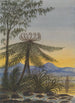 Vue near Auckland Evening Trees and Ferns - Lt Gen Charles Emilius Gold — artwork view