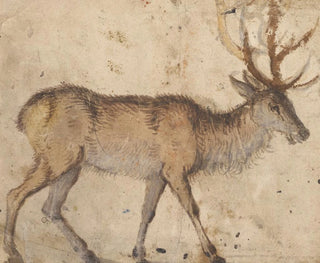 Study of a stag - Lucas Cranach the Elder — artwork view