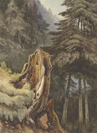 Ludwig Daniel Philipp Schmidt - Baumstumpf am mit Tannen bewachsenem Abhang.webp