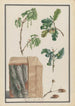 Flower, Fruit, and Oak Trunk Studies, Pedunculate Oak Quercus robur - Ludwig Pfleger — artwork view