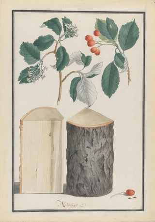 Ludwig Pfleger - Studies of the leaves blossoms fruits and trunk of a whitebeam Sorbus subgenus Aria.webp
