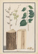 Studies of leaves, flowers, fruits, and trunk of an English elm Ulmus procera - Ludwig Pfleger — artwork view