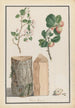 Studies of the trunk, flowers, and fruits of a wild apple tree Malus sylvestris - Ludwig Pfleger — artwork view