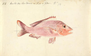 Luigi Balugani - A Fish from the Red Sea.webp