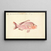 Red Sea Fish - Luigi Balugani — framed artwork on a wall