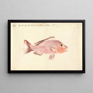Luigi Balugani - A Fish from the Red Sea.webp