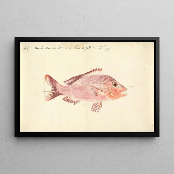 Red Sea Fish - Luigi Balugani — framed artwork on a wall
