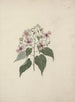 Abutilon longicuspe A. Rich - Luigi Balugani — artwork view