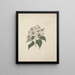 Abutilon longicuspe A. Rich - Luigi Balugani — framed artwork on a wall