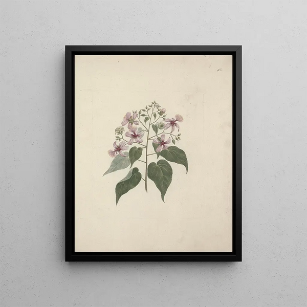 Abutilon longicuspe A. Rich - Luigi Balugani — framed artwork on a wall