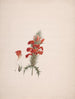 Acanthus sennii Chiov. - Luigi Balugani — artwork view