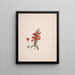 Acanthus sennii Chiov. - Luigi Balugani — framed artwork on a wall