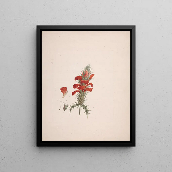 Acanthus sennii Chiov. - Luigi Balugani — framed artwork on a wall