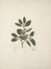Acokanthera schimperi DC. Schweinfurth - Luigi Balugani — artwork view