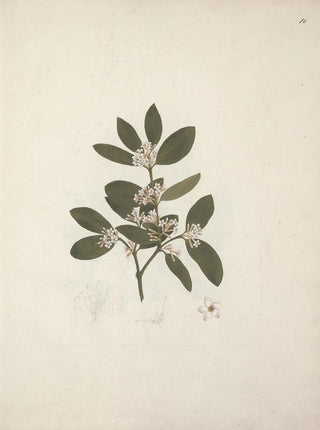 Luigi Balugani - Acokanthera schimperi DC Schweinfurth.webp