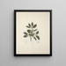 Acokanthera schimperi DC. Schweinfurth - Luigi Balugani — framed artwork on a wall