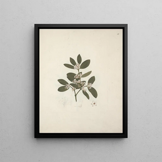 Luigi Balugani - Acokanthera schimperi DC Schweinfurth.webp