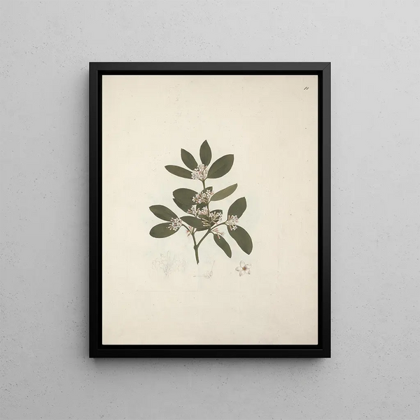 Acokanthera schimperi DC. Schweinfurth - Luigi Balugani — framed artwork on a wall