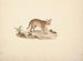 Wild African Cat or Serval - Luigi Balugani — artwork view