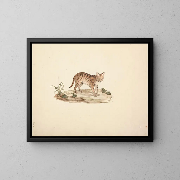 Wild African Cat or Serval - Luigi Balugani — framed artwork on a wall