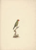 Agapornis taranta - Luigi Balugani — artwork view