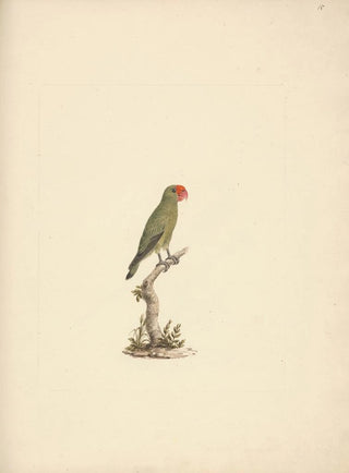 Luigi Balugani - Agapornis taranta.webp