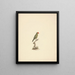 Agapornis taranta - Luigi Balugani — framed artwork on a wall
