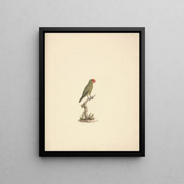 Agapornis taranta - Luigi Balugani — framed artwork on a wall