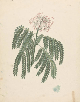 Luigi Balugani - Albizia gummifera JF Gmel CA Sm.webp