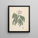 Albizia gummifera J. F. Gmel. & C. A. Sm. - Luigi Balugani — artwork view