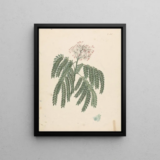 Luigi Balugani - Albizia gummifera JF Gmel CA Sm.webp