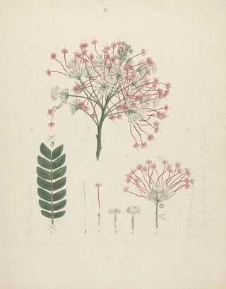 Luigi Balugani - Albizia gummifera JF Gmel CA Sm.webp